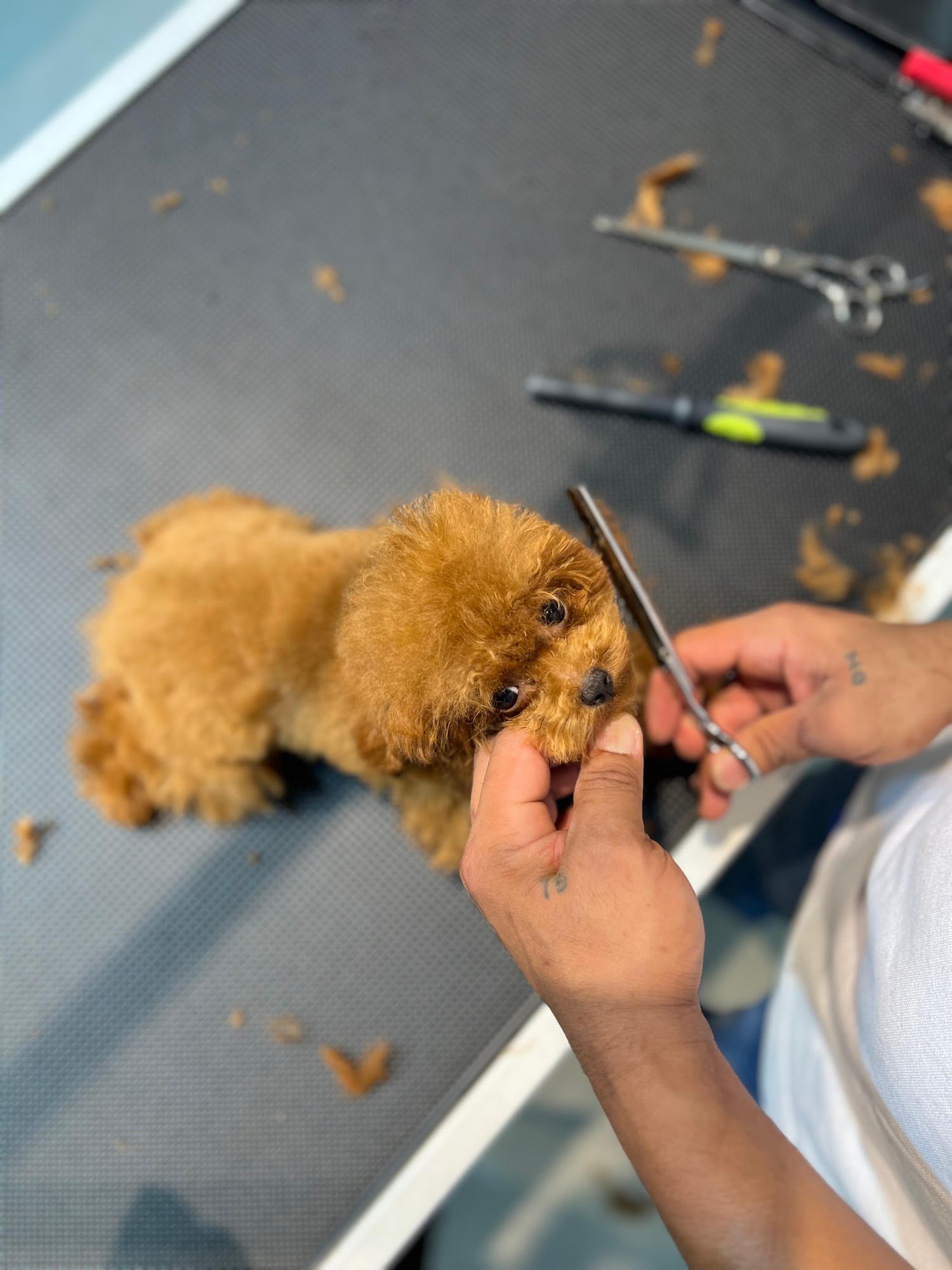 Puppy grooming